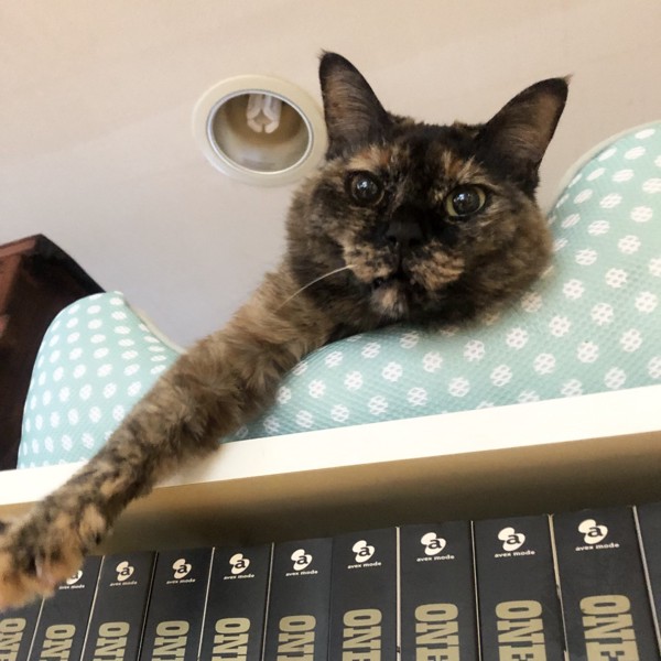 猫 サビ猫 ポンちゃんの写真