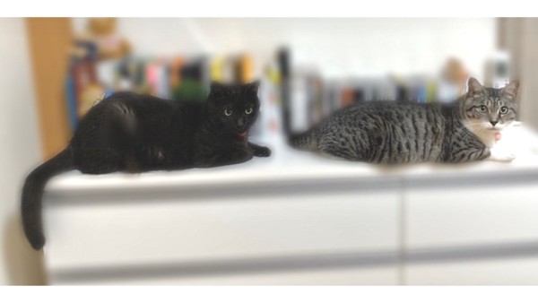 猫 黒猫 クロ&シマたんの写真