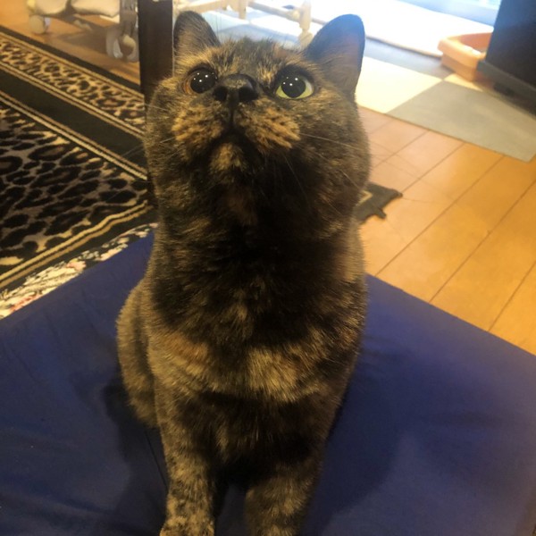 猫 サビ猫 ポンちゃんの写真
