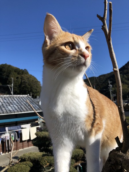 猫 茶白トラ マロンの写真