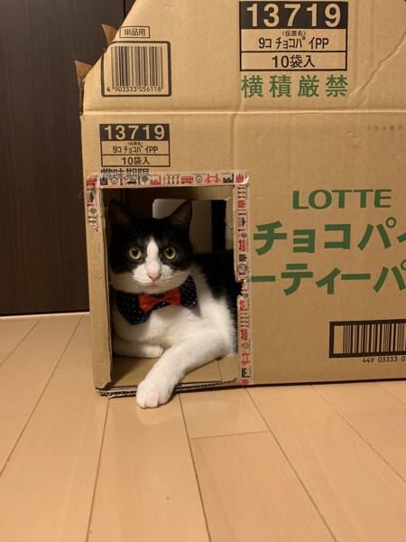 猫 雑種（ミックス） るーの写真