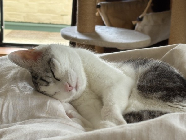 猫 サバシロ もーしゃんの写真