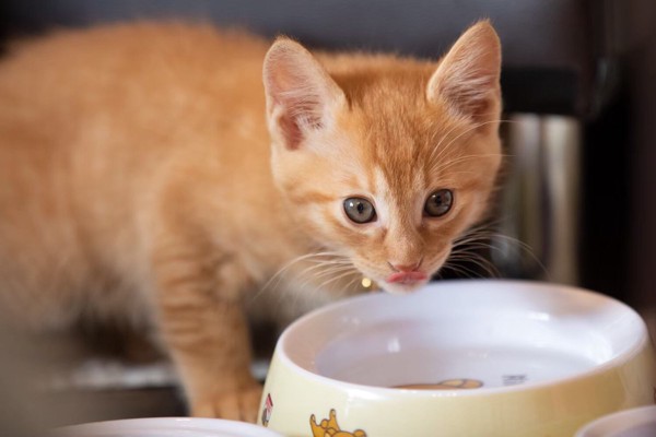 猫 茶トラ かいの写真