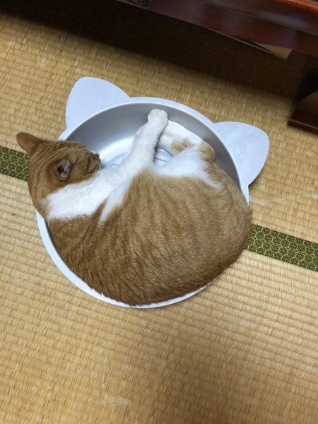 猫 茶白トラ マイケルの写真