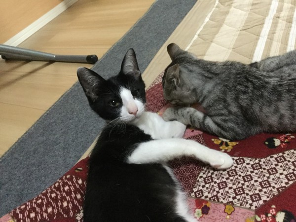 猫 雑種（ミックス） パン1の写真