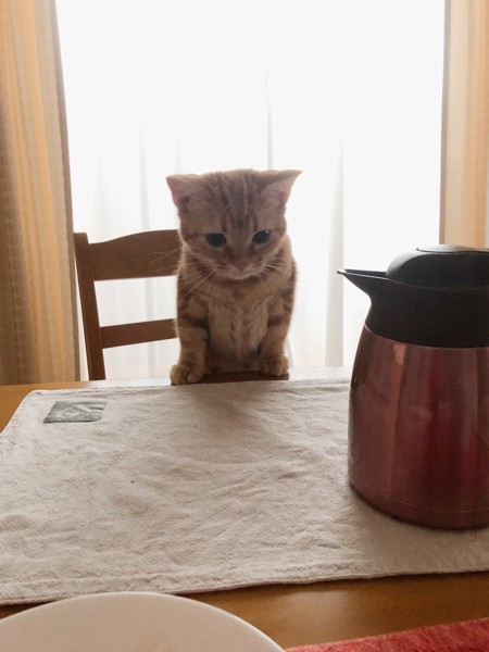 猫 アメリカンショートヘア ももの写真