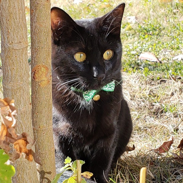 猫 黒猫 くろさんの写真