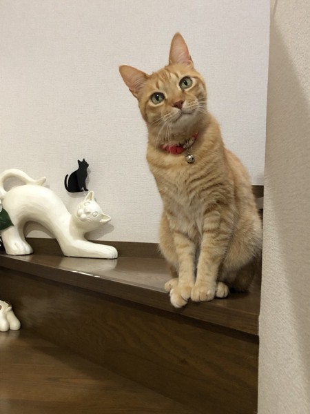 猫 茶トラ にゃんすけの写真