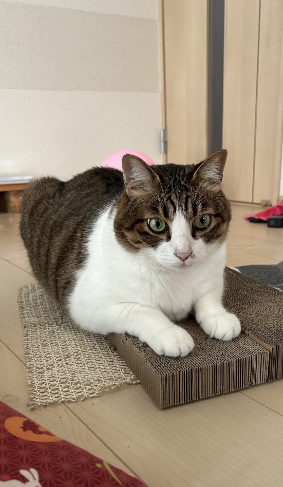 猫 キジシロ ノキアの写真