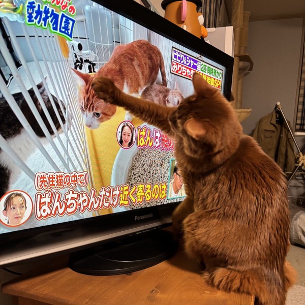 猫 ソマリ ロコんの写真