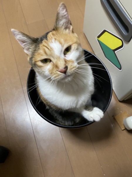 猫 三毛猫 ミーの写真