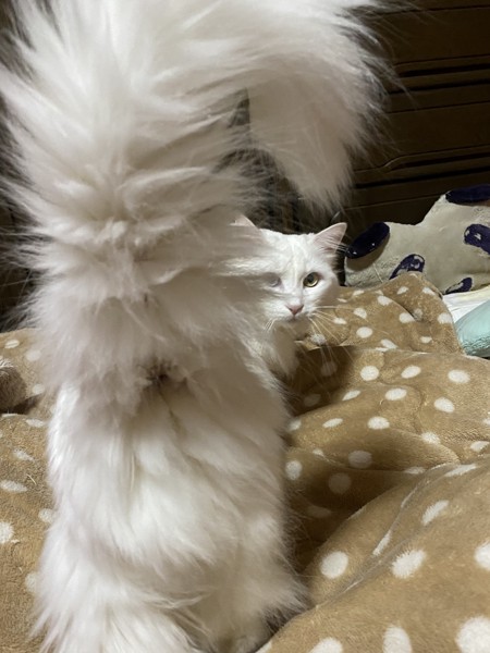 猫 白猫 おみの写真