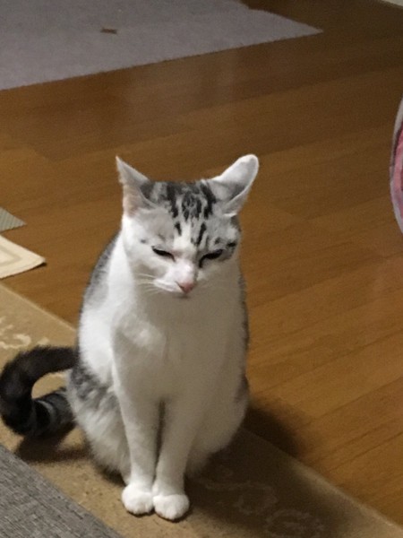 猫 サバシロ もーしゃんの写真