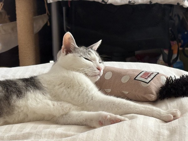 猫 サバシロ もーしゃんの写真