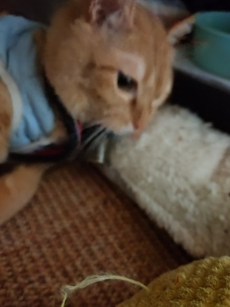 猫 茶トラ りんの写真