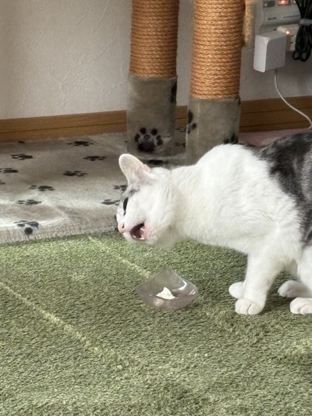 猫 サバシロ もーしゃんの写真