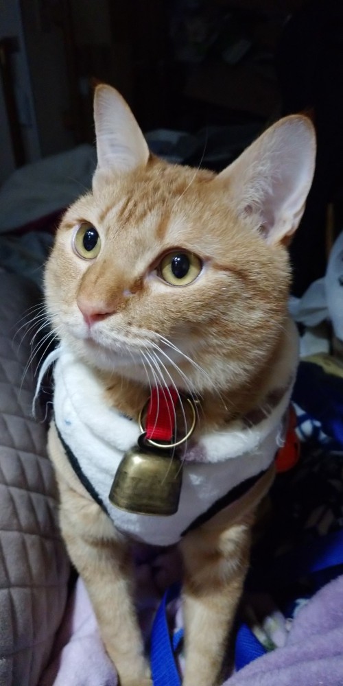 猫 茶トラ りんの写真