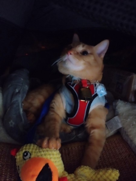 猫 茶トラ りんの写真