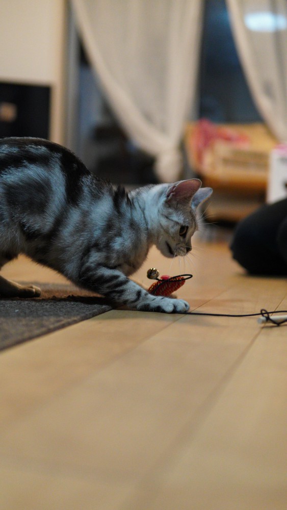 猫 アメリカンショートヘア 金環ちゃんの写真