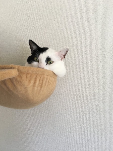 猫 マンチカン パンの写真