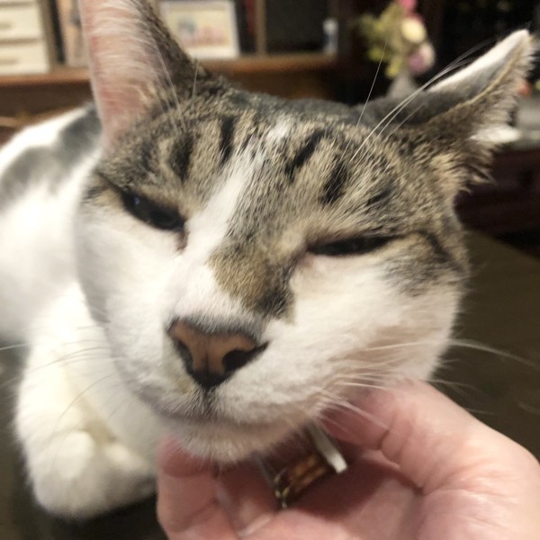 猫 雑種（ミックス） ラブの写真