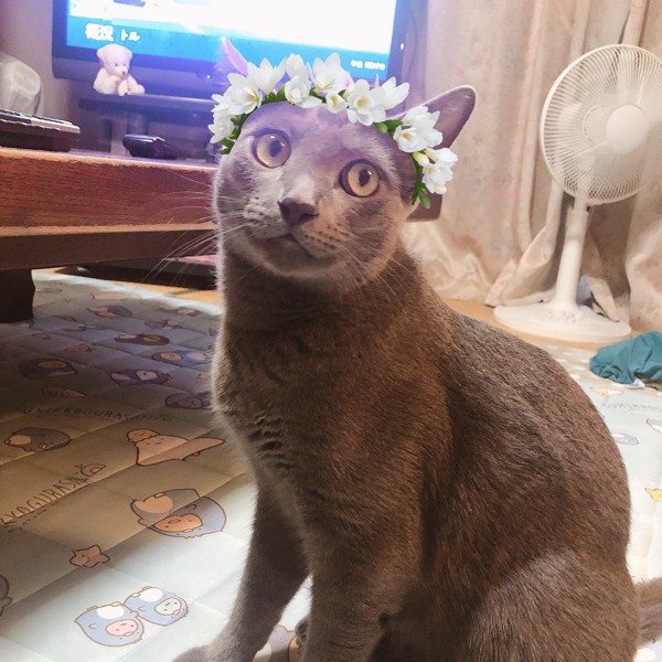 猫 ロシアンブルー ひじきの写真