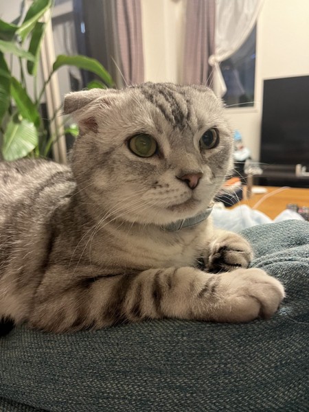 猫 スコティッシュフォールド 大雅の写真
