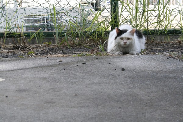 猫 雑種（ミックス） コウメの写真