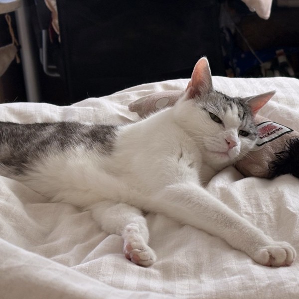 猫 サバシロ もーしゃんの写真