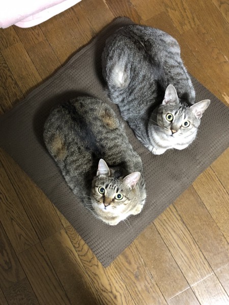 猫 キジトラ うみ、そらの写真