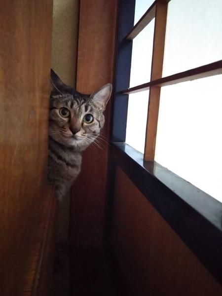 猫 キジトラ はなの写真