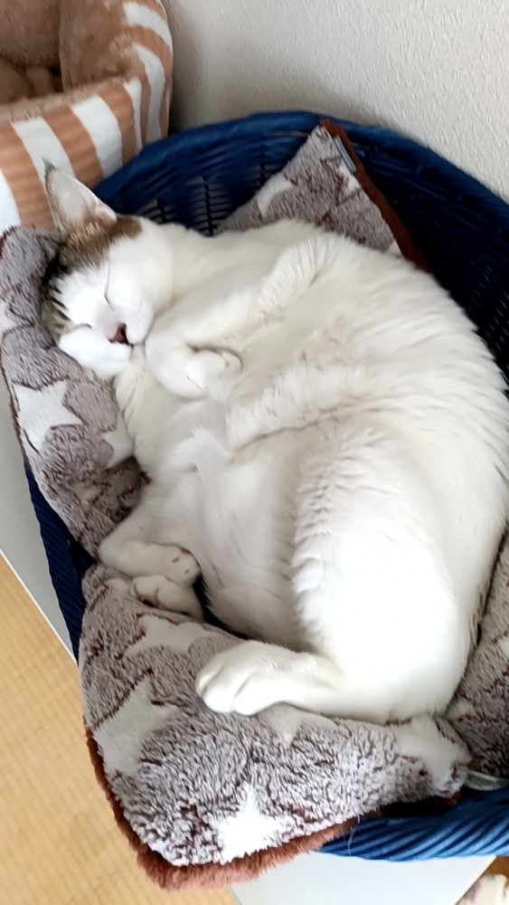 猫 キジシロ はこどんの写真