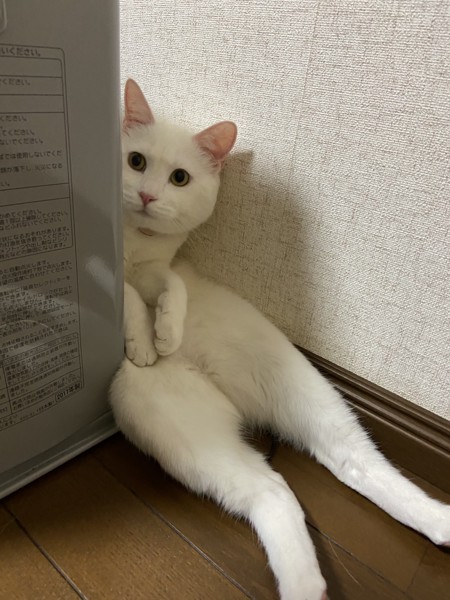 猫 雑種 みるくの写真