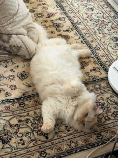 猫 ヒマラヤン ロッキーの写真