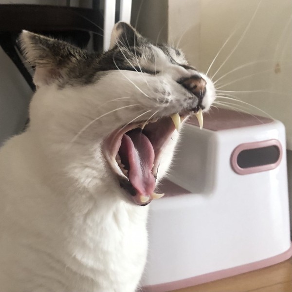 猫 雑種（ミックス） ラブの写真