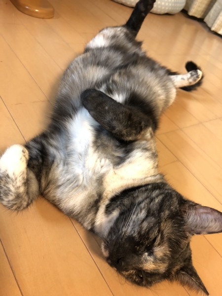 猫 サビ猫 うみちゃんの写真