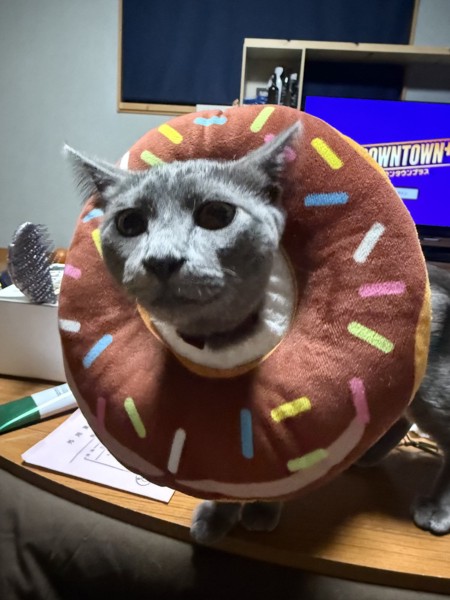 猫 ロシアンブルー ソラの写真