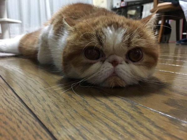 猫 エキゾチックショートヘア きなこの写真