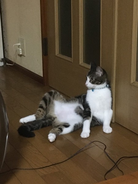 猫 キジシロ かいの写真