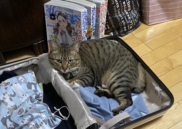 猫 キジトラ 雉之介の写真