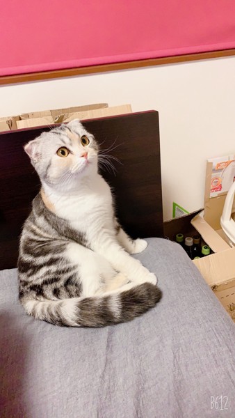 猫 スコティッシュフォールド イルくん、コットンの写真