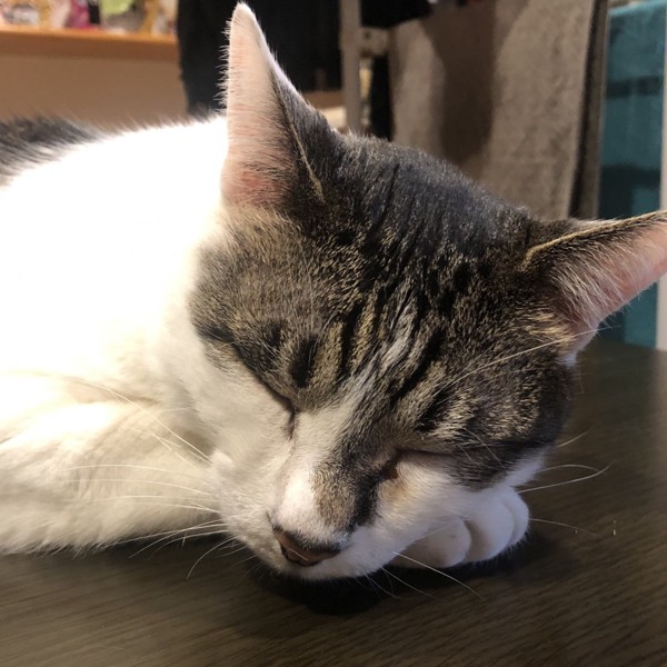 猫 雑種（ミックス） ラブの写真