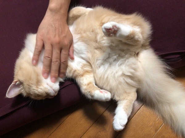 猫 サイベリアン ぷるめの写真