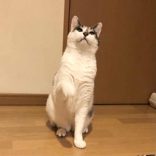 猫 雑種（ミックス） ラブの写真