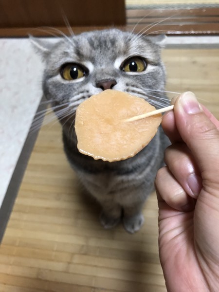 猫 ブリティッシュショートヘア ぶぶの写真