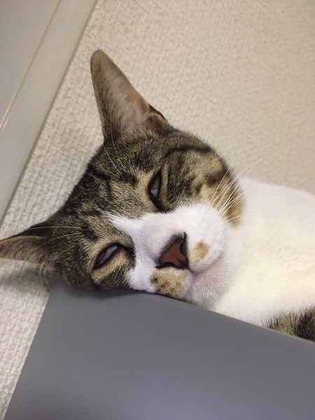 猫 キジトラ レオの写真