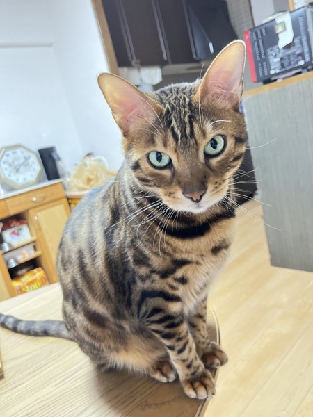 猫 ベンガル Ottoの写真