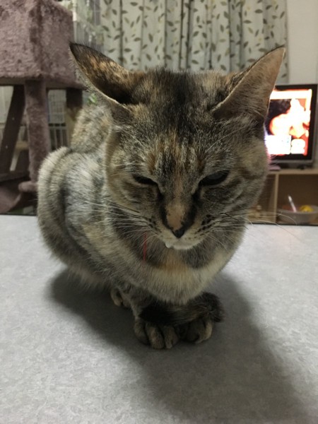 猫 雑種（ミックス） ミィちゃんの写真