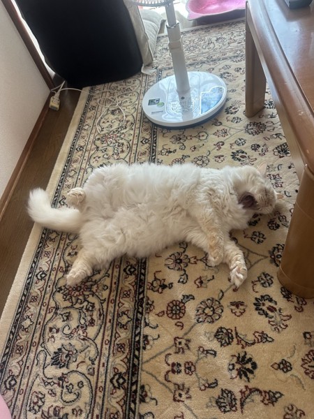 猫 ヒマラヤン ロッキーの写真