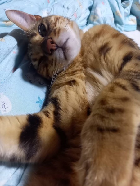 猫 ベンガル 㐂百の写真